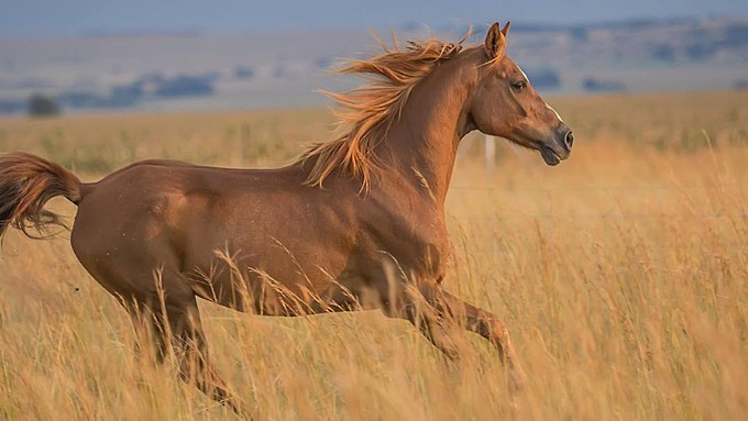 Почти 100 лошадей пытались незаконно вывезти в Казахстан из Алтайского края