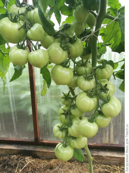 Шпаргалка по подкормкам овощных культур в течение сезона (томаты, перцы, лук, картофель, капуста)