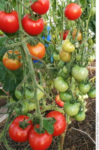 Шпаргалка по подкормкам овощных культур в течение сезона (томаты, перцы, лук, картофель, капуста)