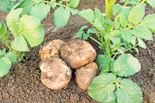 Удобрение картофеля: правила и сроки подкормок