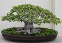 Фикус бонсай: особенности выращивания и ухода