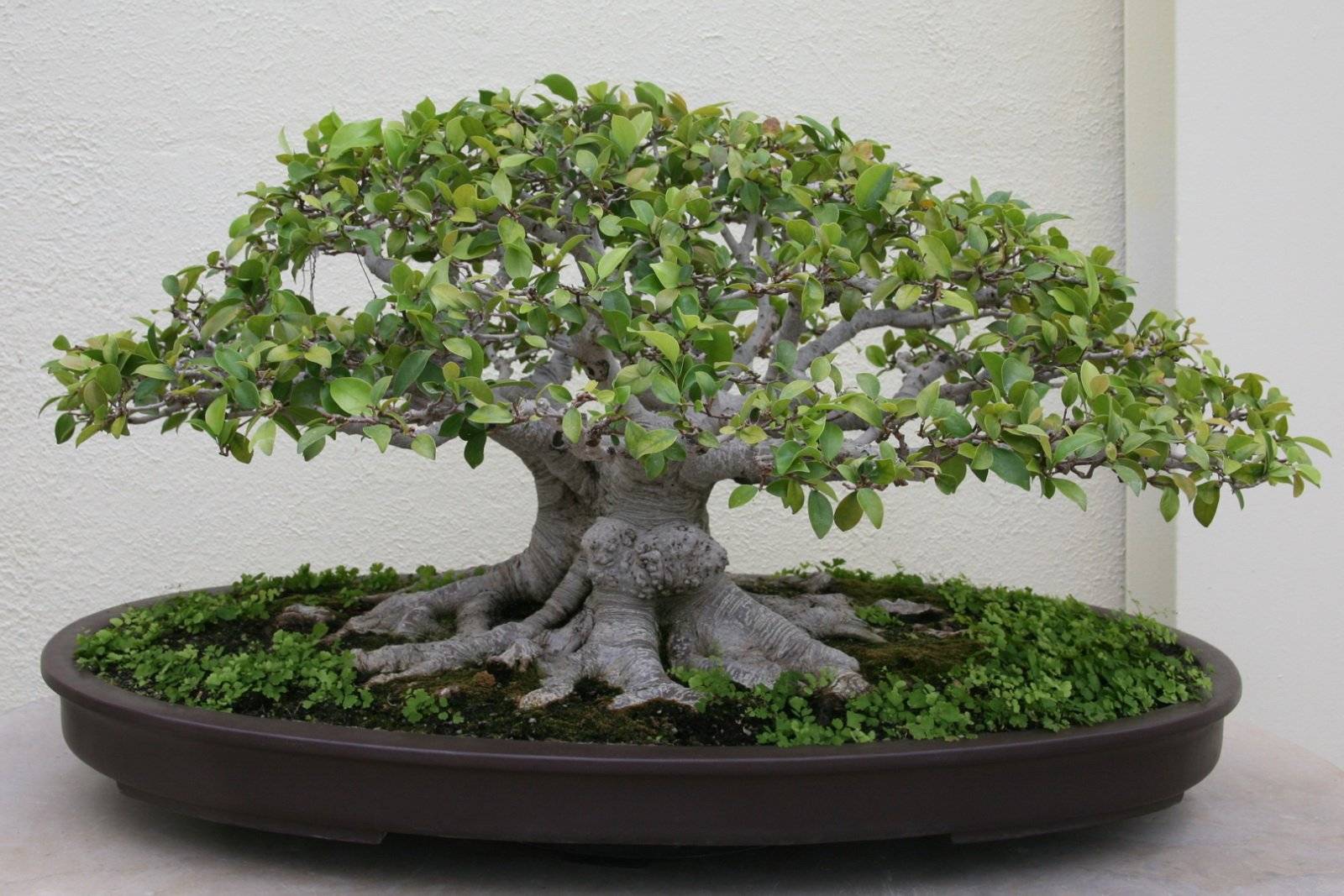 Ficus religiosa бонсай