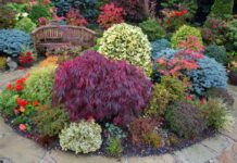 Как выбрать декоративные кустарники для сада