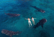 Туры с китовыми акулами на Филлипинах, Себу: 3 причины забронировать