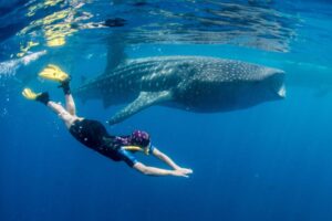 Туры с китовыми акулами на Филлипинах, Себу: 3 причины забронировать