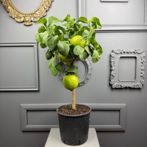 Лимонные деревья: от семени до плодоношения — полный цикл развития